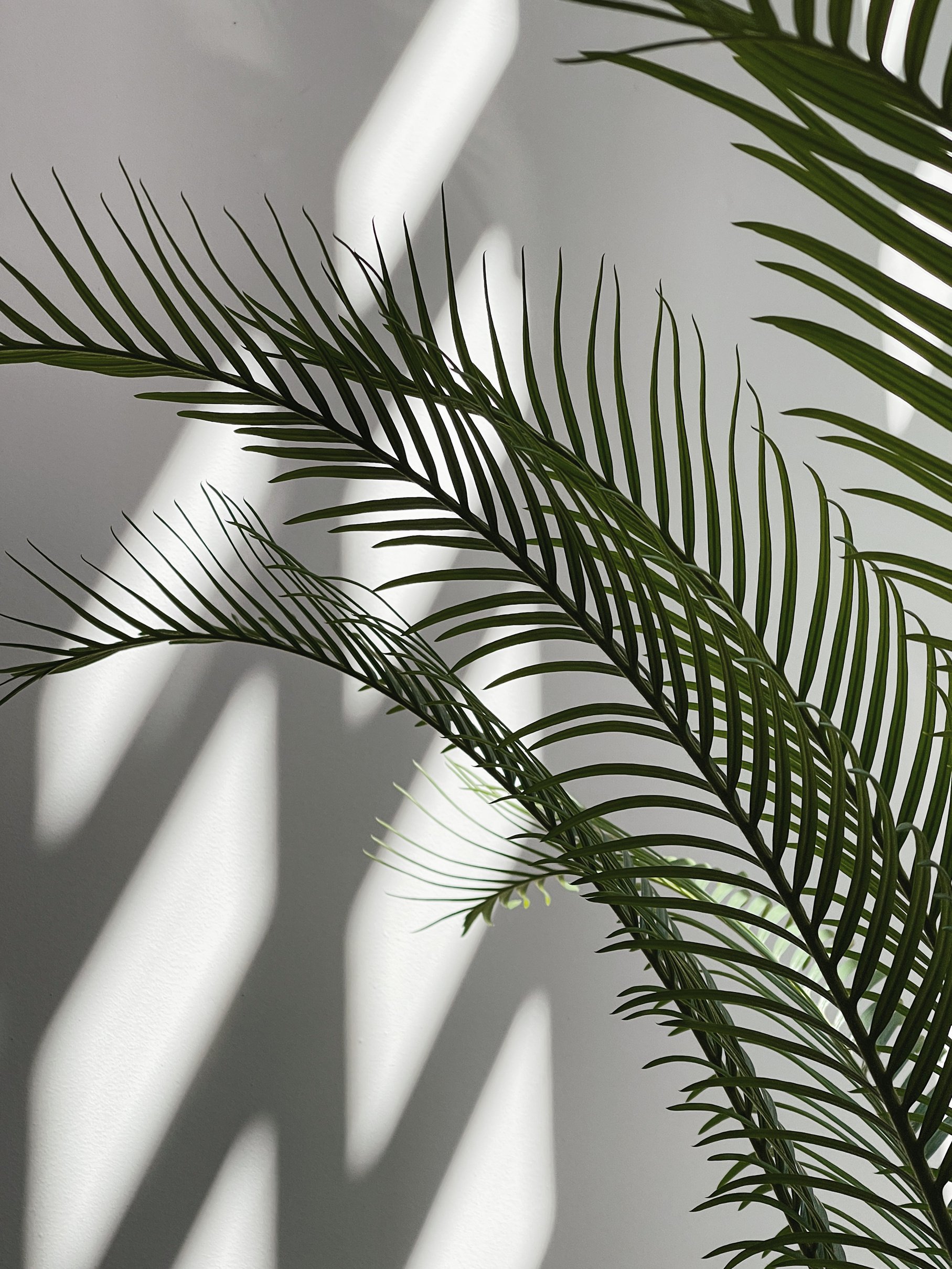 Palm Leaves with Shadow on White Background