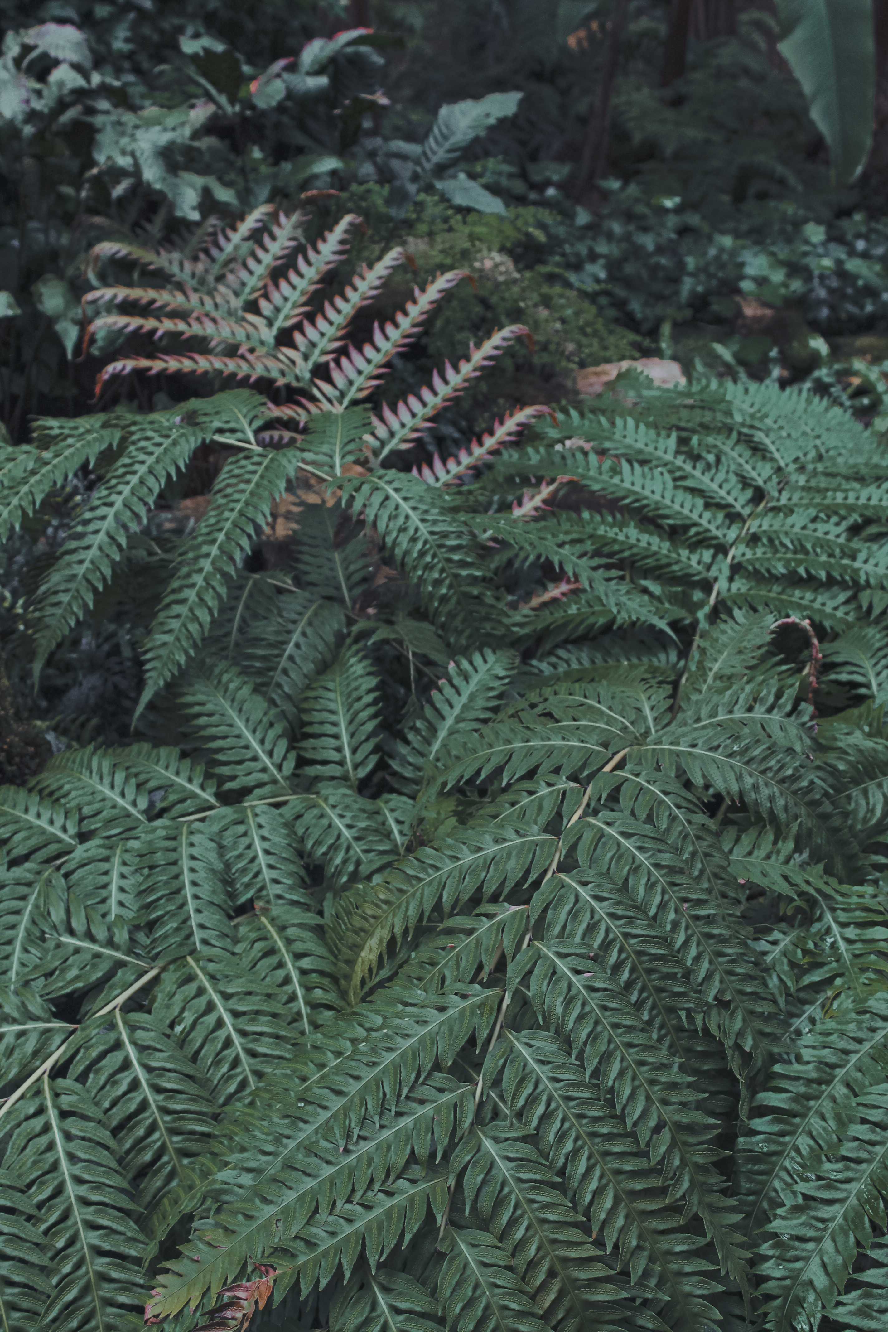 Green Fern Plant