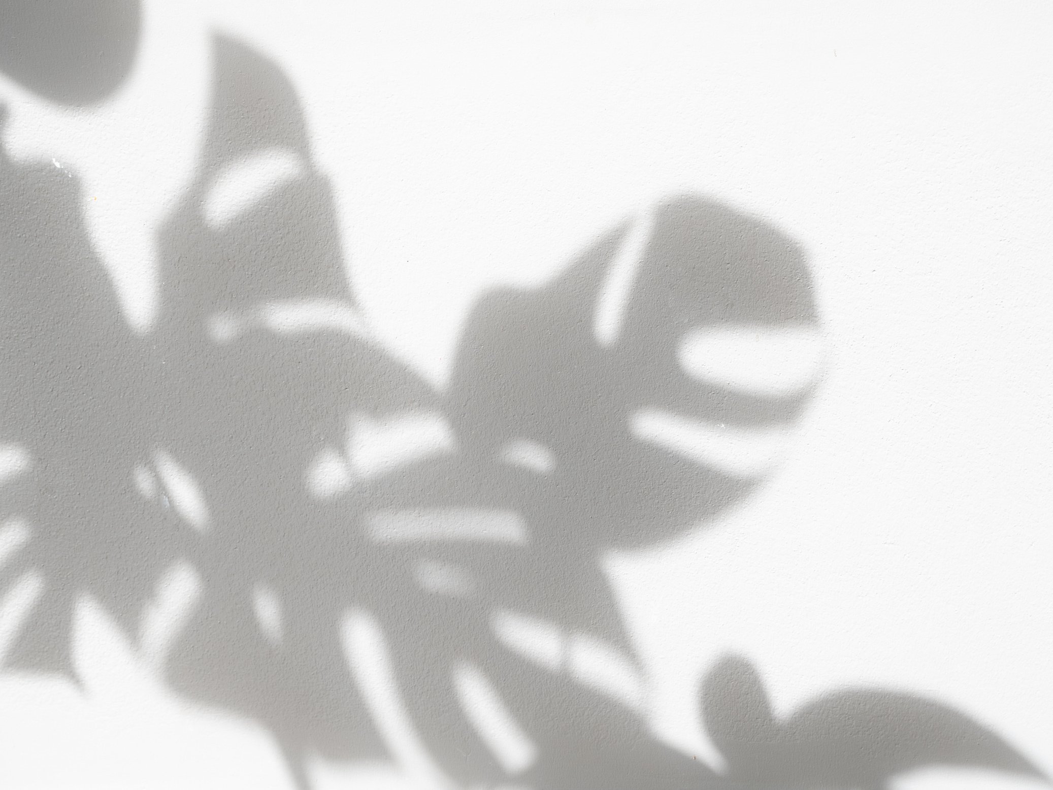 Shadows of Leaves on White Background